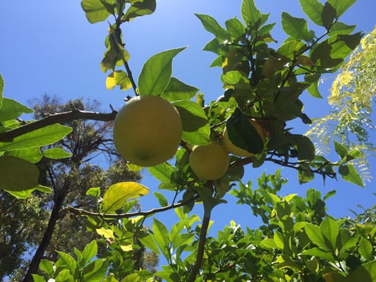 Aravina Estate by null