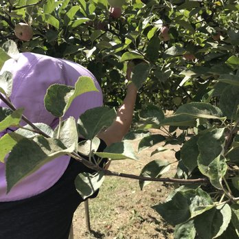 Riley's Apple Farm - Easy access to UPick - Pick Your Own Farms Near Me - Yucaipa, California
