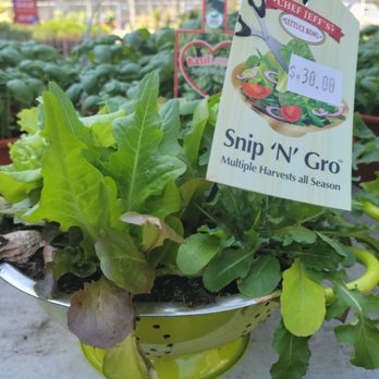 Midtown Nursery - Yummy - Nurseries & Gardening Near Me - Memphis, Tennessee Midtown Nursery - Yummy - Nurseries & Gardening Near Me - Memphis, Tennessee