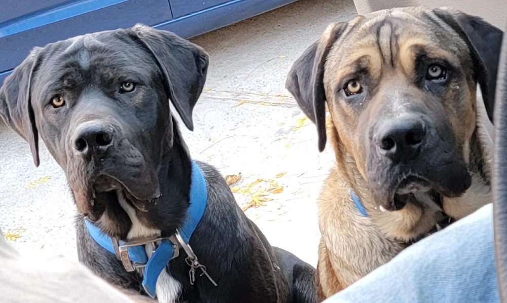 Slide of Factotum Handyman