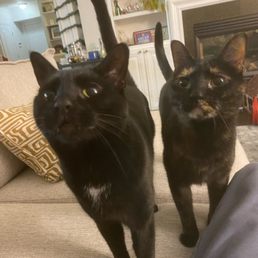 Photo from our cat sitter Anna of our two cats looking at her so happily! Photo from our cat sitter Anna of our two cats looking at her so happily!