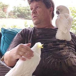 This is Rocky my sulphur crested cockatoo on my chair edge and my 46 year old moulacan cockatoo on my shoulder..
