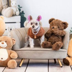 Pixie Sticks Dog Boutique - Beary Cute Dog Photo Sesh