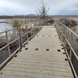 Swan Lake Nauture Study Area - It goes straight out almost to the middle of the lake!