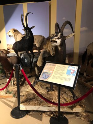 Burpee Museum of Natural History by null