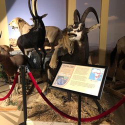Burpee Museum of Natural History