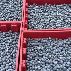 Robinson Produce Farms