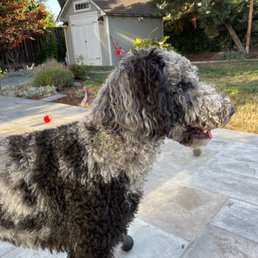 This is Max and he is proud to be a part of the gang! This is Max and he is proud to be a part of the gang!