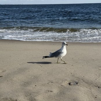 Sandy Hook Beach - Seagull - Beaches Near Me - Highlands, New Jersey Sandy Hook Beach - Seagull - Beaches Near Me - Highlands, New Jersey