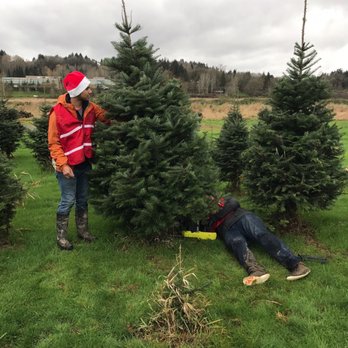 Buttonwood Farm - They will cut your tree for you - Christmas Trees Near Me - Redmond, Washington Buttonwood Farm - They will cut your tree for you - Christmas Trees Near Me - Redmond, Washington