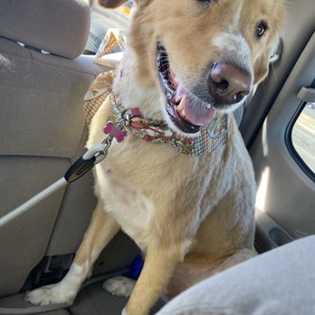 Affectionate Grooming - Dog - Pet Groomers Near Me - Warr Acres, Oklahoma