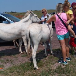Pushy Burros of Custer State Park