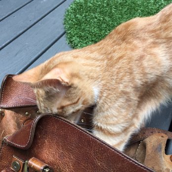 Koneko - Outdoor space, Nemo age six months checked out my handbag! - Breakfast & Brunch Near Me - New York, New York Koneko - Outdoor space, Nemo age six months checked out my handbag! - Breakfast & Brunch Near Me - New York, New York