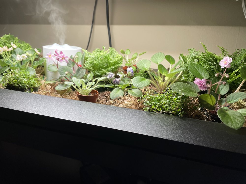 LYNDON LYON GREENHOUSES 14 Mutchler St, Dolgeville, NY Phone Number