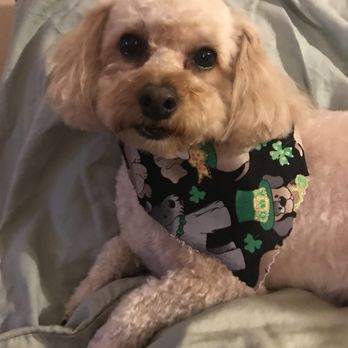 iBark Grooming Salon - Jay The Mini-Poodle Looking Dapper After His St. Patrick's Day Grooming. - Pet Groomers Near Me - Chicago, Illinois iBark Grooming Salon - Jay The Mini-Poodle Looking Dapper After His St. Patrick's Day Grooming. - Pet Groomers Near Me - Chicago, Illinois