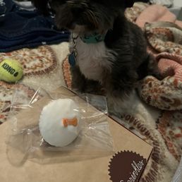Pupcake Pupcake