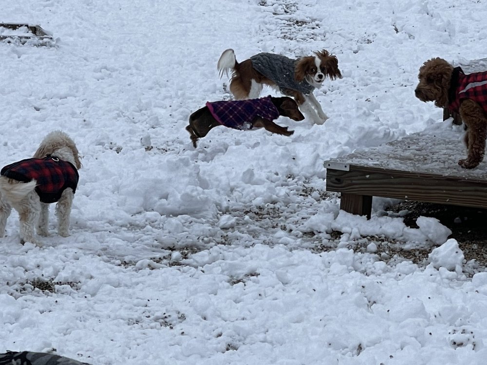 North Paw - pet boarding facility in Madison, WI