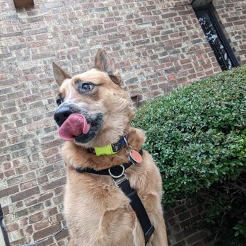 Snapper Pet Services - Dog Walkers Near Me Snapper Pet Services - Dog Walkers Near Me