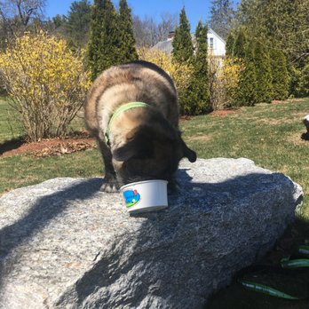 Trombettas Farm - I'm not leaving until it's gone - Ice Cream & Frozen Yogurt Near Me - Marlborough, Massachusetts Trombettas Farm - I'm not leaving until it's gone - Ice Cream & Frozen Yogurt Near Me - Marlborough, Massachusetts