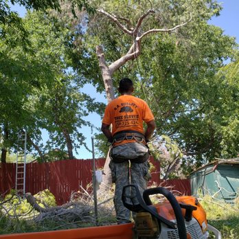 SA Quality Tree Service - Tree Services Near Me SA Quality Tree Service - Tree Services Near Me