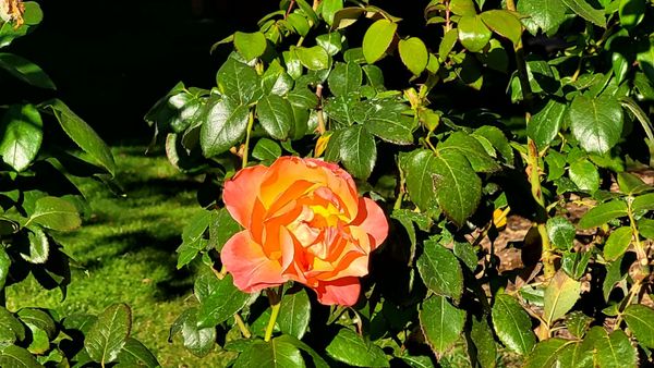 Shinn Historical Park and Arboretum by null