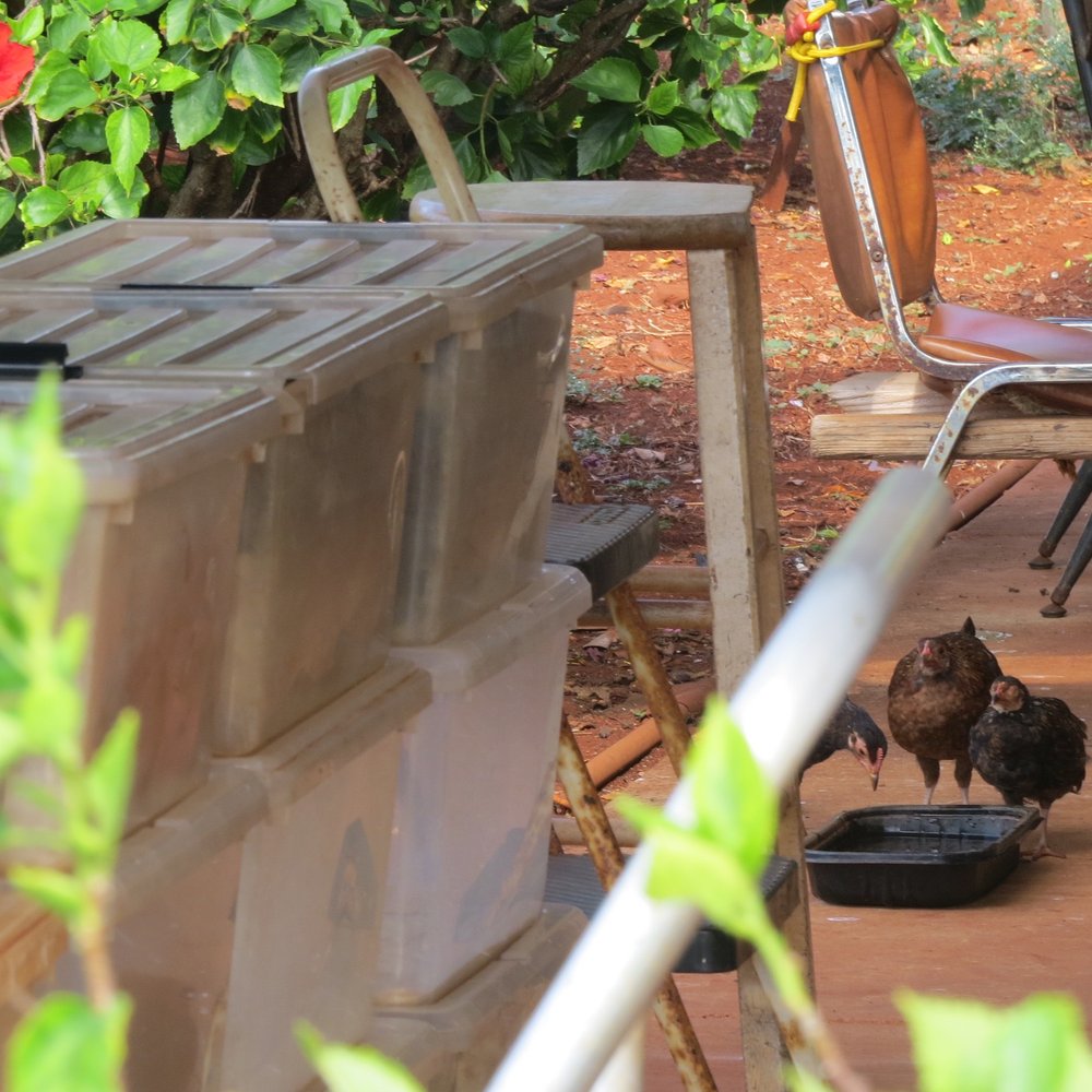 Chickens Behind The Huts Chickens Behind The Huts