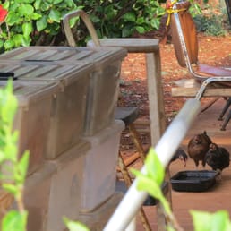 Chickens Behind The Huts