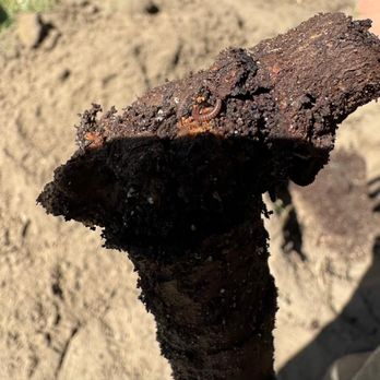 Nueva Esperanza Nursery - In the picture can see worms and pests on a tree that  was  sold to us. - Nurseries & Gardening Near Me - Bellflower, California