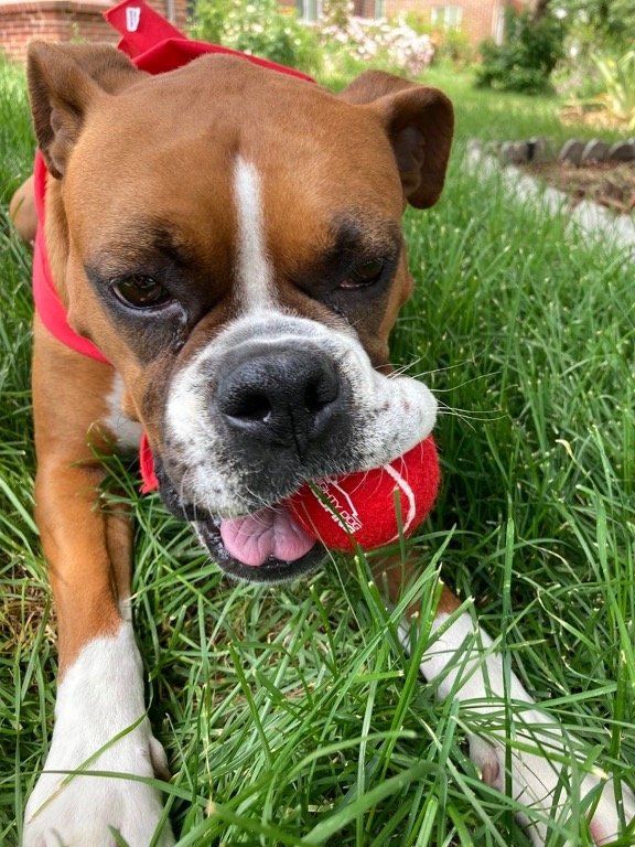 Slide of Mighty Dog Roofing of Dallas