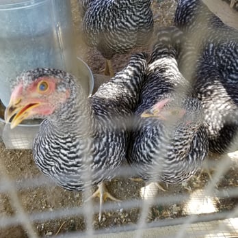 Strathearn Historical Park & Museum - Chickens - Landmarks & Historical Buildings Near Me - Simi Valley, California Strathearn Historical Park & Museum - Chickens - Landmarks & Historical Buildings Near Me - Simi Valley, California
