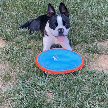 Three Fox Vineyards & Brewery - Vinny playing frisbee near the creek at the Three Foxes Winery and Brewery. - Wineries Near Me - Delaplane, Virginia Three Fox Vineyards & Brewery - Vinny playing frisbee near the creek at the Three Foxes Winery and Brewery. - Wineries Near Me - Delaplane, Virginia