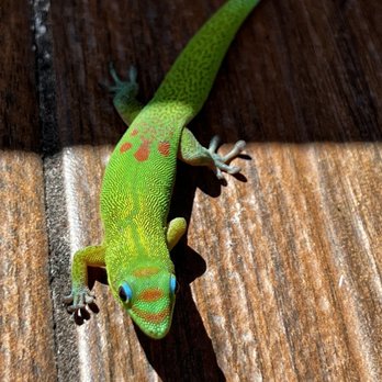 Shaka Tacoz - Friendly Gecko - Mexican Near Me - Captain Cook, Hawaii