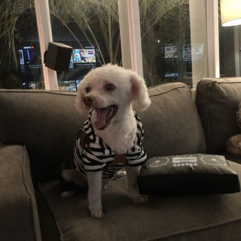 Magic Groomer - Loving his new pampered self - Pet Sitting Near Me - Arcadia, California