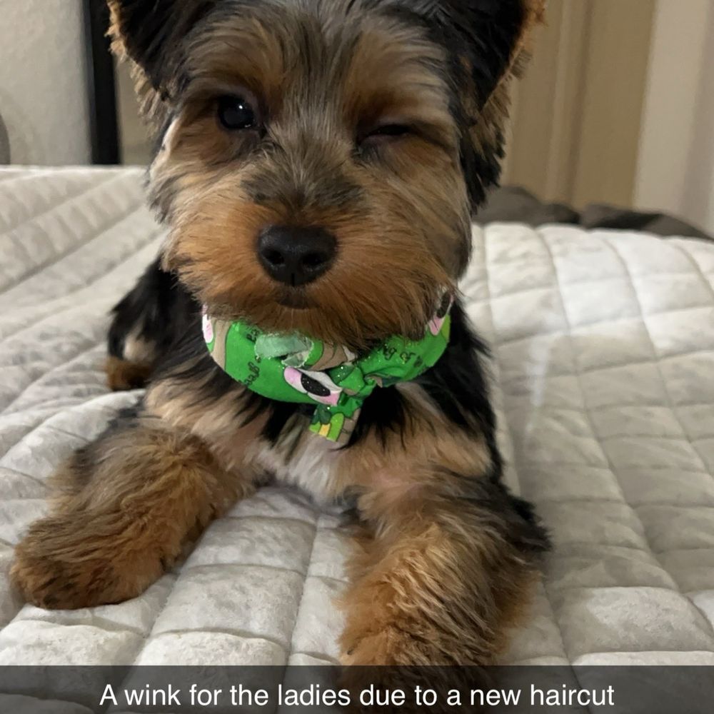 Posh Paws Pet Salon - Pet Groomers Near Me - Modesto, California