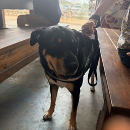 Dog friendly