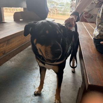 11 Below Brewing Company - Dog friendly - Breweries Near Me - Spring, Texas 11 Below Brewing Company - Dog friendly - Breweries Near Me - Spring, Texas