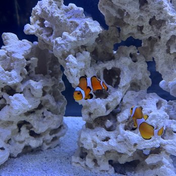 The Mystic Reef - The beautiful clowns I got! - Aquarium Services Near Me - Riverside, California