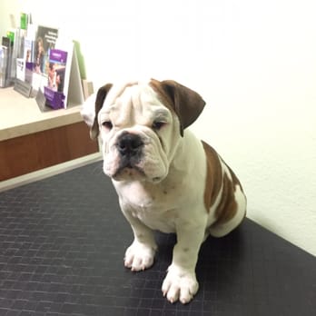 Pet Depot Veterinary Group - Rocky getting ready to see the vet. - Veterinarians Near Me - La Verne, California Pet Depot Veterinary Group - Rocky getting ready to see the vet. - Veterinarians Near Me - La Verne, California
