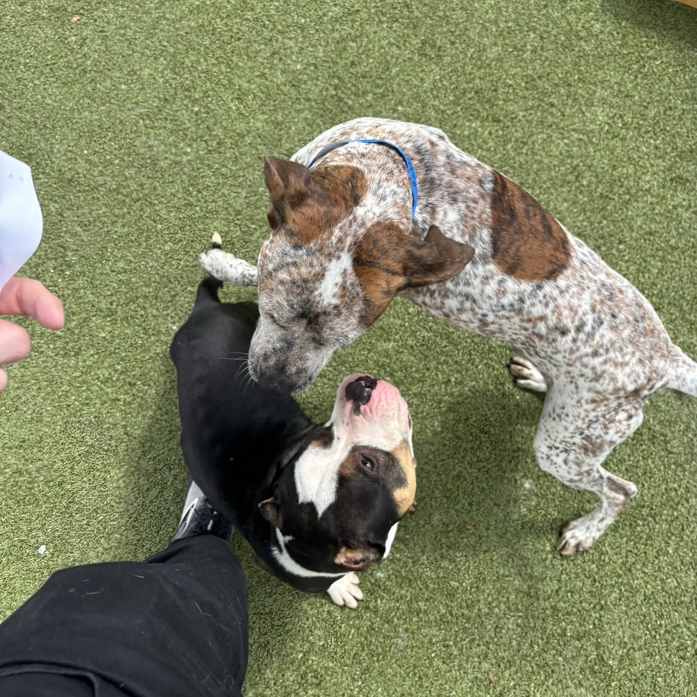 PetSuites Harrisburg - Pet Boarding Near Me - Harrisburg, North Carolina