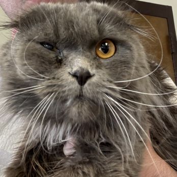 all about cats rescue - Animal Shelters Near Me - freeport, New York