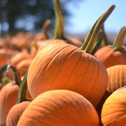 Lee & Maria's - Our pumpkins are grown right in our field.