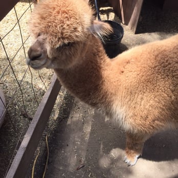 Longshadow Ranch Vineyard And Winery - Alpacas spit just so you know - Wineries Near Me - Temecula, California Longshadow Ranch Vineyard And Winery - Alpacas spit just so you know - Wineries Near Me - Temecula, California