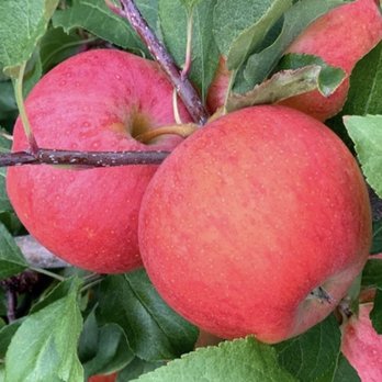 Race Farm - two red apples on a tree - Fruits & Veggies Near Me - Blairstown, New Jersey Race Farm - two red apples on a tree - Fruits & Veggies Near Me - Blairstown, New Jersey