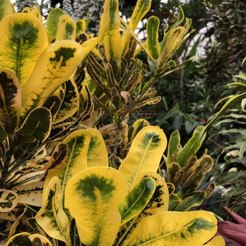 Bloedel Conservatory - Botanical Gardens Near Me - Vancouver, British Columbia