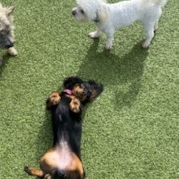 PetSuites Winter Springs - Living their best lives! Photos sent from PetSuites via text - Pet Boarding Near Me - Oviedo, Florida