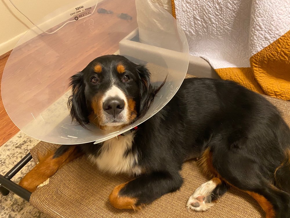 TLC PetSnip - social services organization in Lakeland, FL