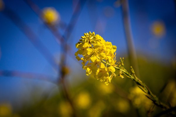 Chino Hills State Park by null