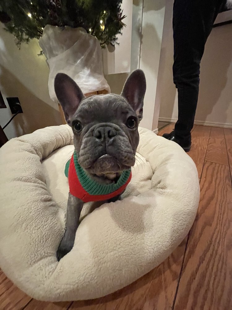 PRESTIGIOUS POOCH 17 Photos & 21 Reviews Los Angeles, California