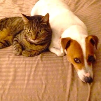 East Coast Pet Services - East Coast Pet Services LLC 843.957.2166 - Dog Walkers Near Me East Coast Pet Services - East Coast Pet Services LLC 843.957.2166 - Dog Walkers Near Me