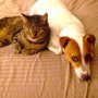 Photo of East Coast Pet Services